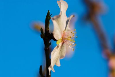 Close-up of almond tree flower