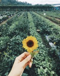 Midsection of person holding sunflower