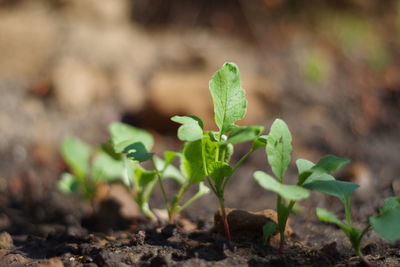 Close-up of plant growing on field