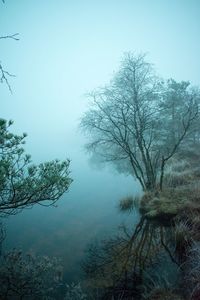 Trees on landscape against sky during winter