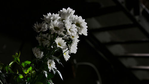 White daisies in darkroom
