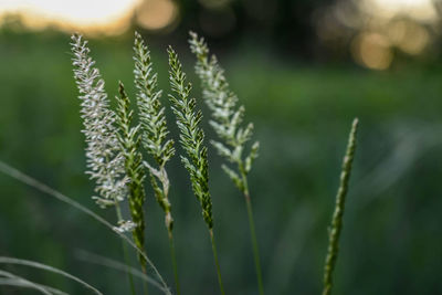 Close-up of plant growing outdoors