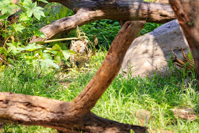 Close-up of lizard on tree trunk in field