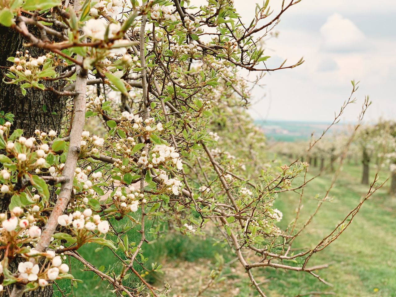 CLOSE-UP OF CHERRY BLOSSOM TREE IN SUNLIGHT