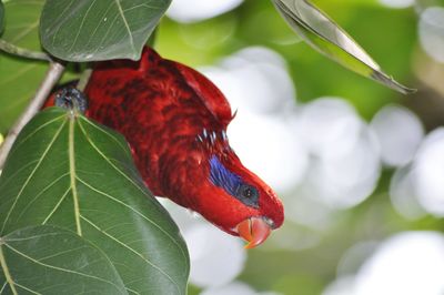 Close-up of parrot perching on branch