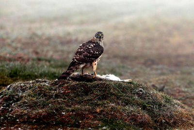 Bird perching on a rock