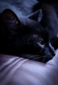 Close-up of cat lying on bed