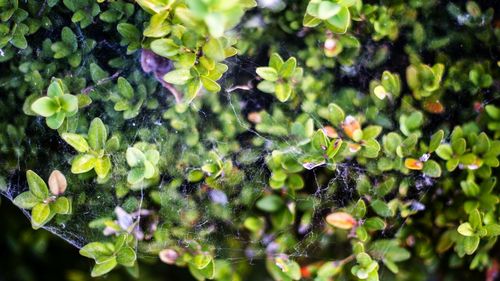 Close-up of purple flowering plant