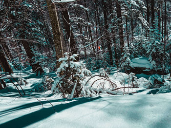 Bare trees in snow covered forest