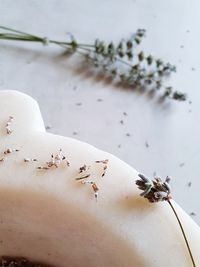 High angle view of insect on flower