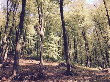 Trees in forest