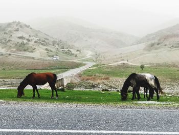 Horse grazing on field against mountain