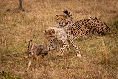 Family of cheetah playing with hare on field