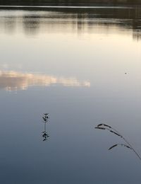 Birds flying over lake against sky