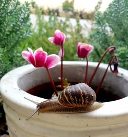 Close-up of snail on flower