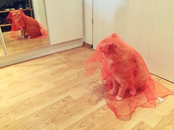 Dog on hardwood floor