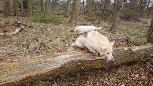 View of a dog in the forest