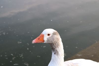 Close-up of bird against lake