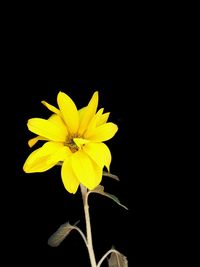 Close-up of yellow cosmos flower against black background