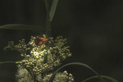 Close-up of insect on plantart photography, modest background, a bit of phantasmagoria in life. 
