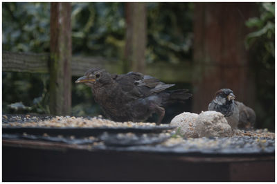 Close-up of birds perching