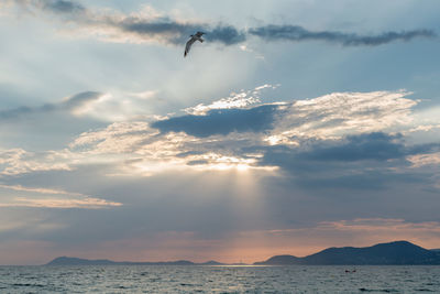 Low angle view of bird flying over sea against sky during sunset