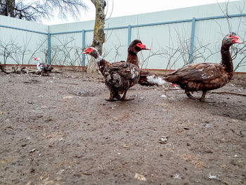 Birds on a land