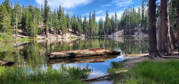 Scenic view of lake against trees in forest
