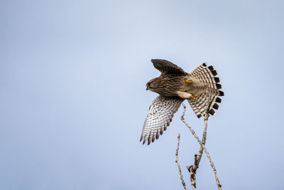 Low angle view of eagle flying against sky