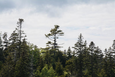 Treetops, with an eagle nest with a chick in it in the middle tree