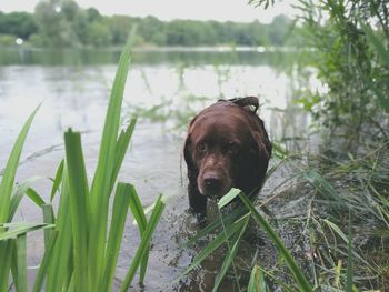 Portrait of dog in lake