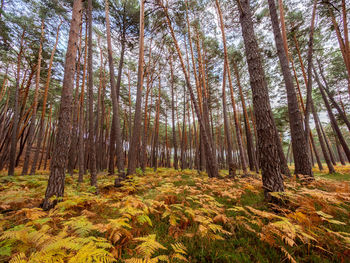 Low angle view of bamboo trees in forest