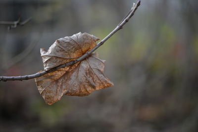 Close-up of dry leaf on branch