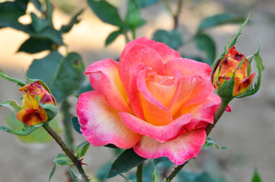 Close-up of pink rose