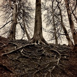 Bare trees in forest