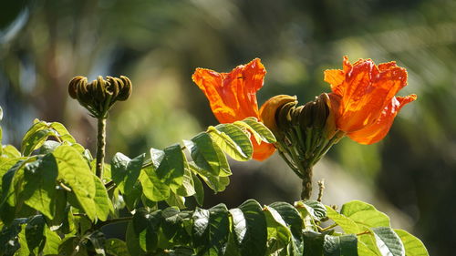 Close-up of flowering plant