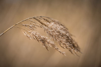 Close-up of feather against blurred background