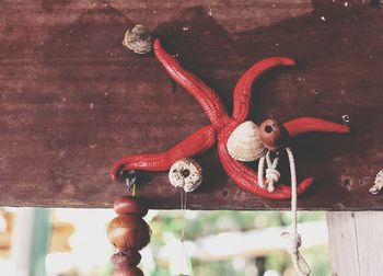 Close-up of an animal hanging on wood