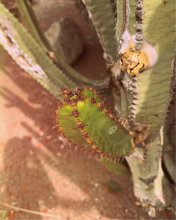 High angle view of cactus plant