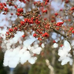 Close-up of frozen tree