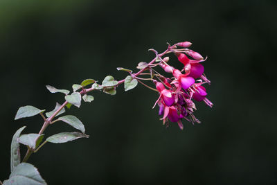 Close-up of pink flowering plant