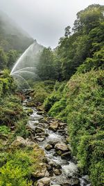 Stream flowing through rocks in forest