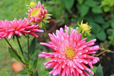 Close-up of pink flower