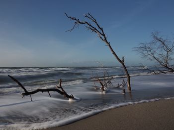 Driftwood on beach against sky