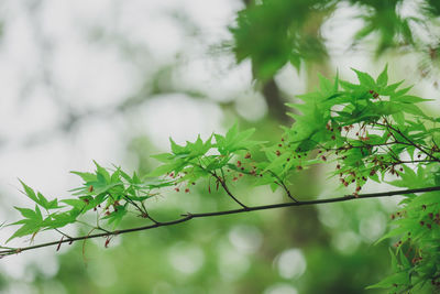 Low angle view of tree