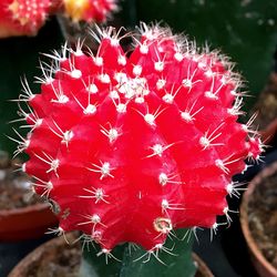 Close-up of red cactus