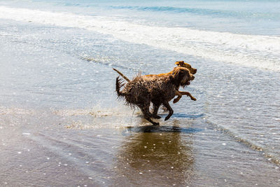 Dog running on beach