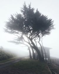 Tree in foggy weather