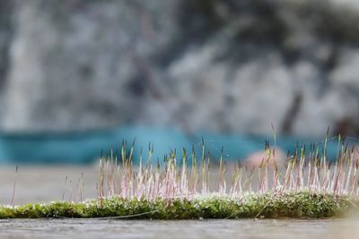 Close-up of plants growing on land against sea