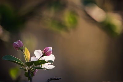 Close-up of pink flowering plant